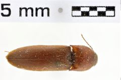 Foto (Dorsalansicht) von Gamepenthes pictipennis (NHMW-ZOO-COL-0010258)